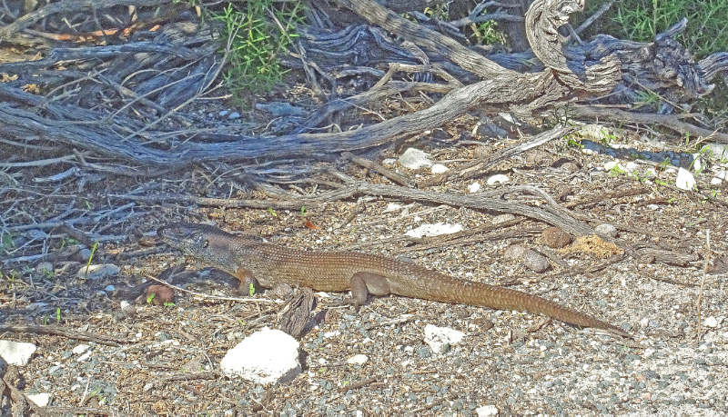 King Skink