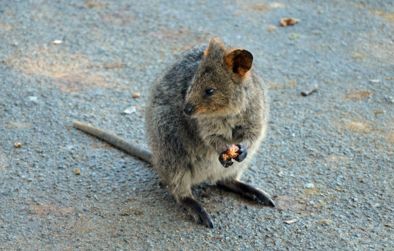 Quokka 2