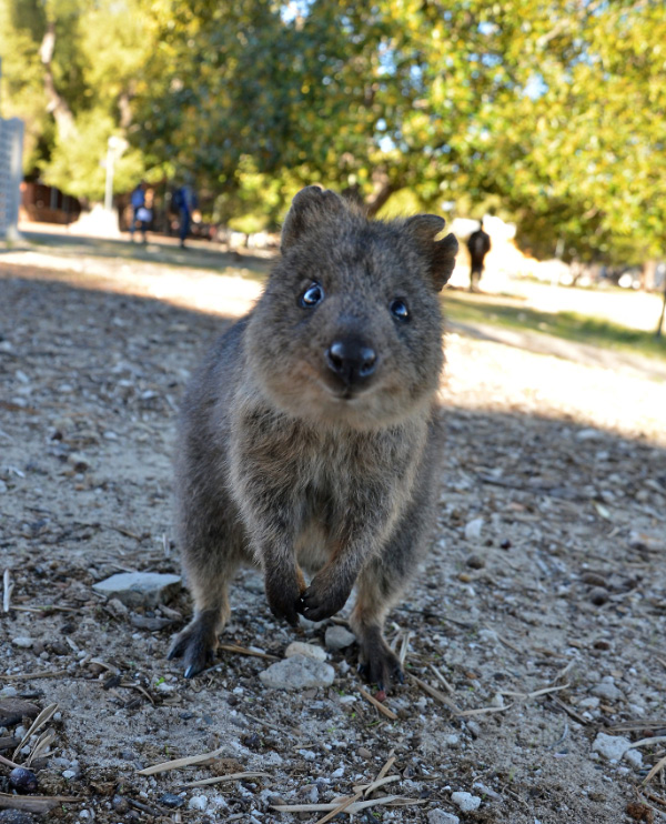Quokka 3