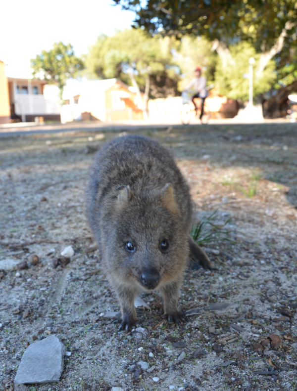 Quokka 4