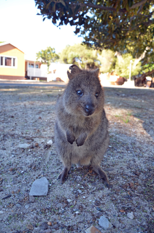 Quokka 5