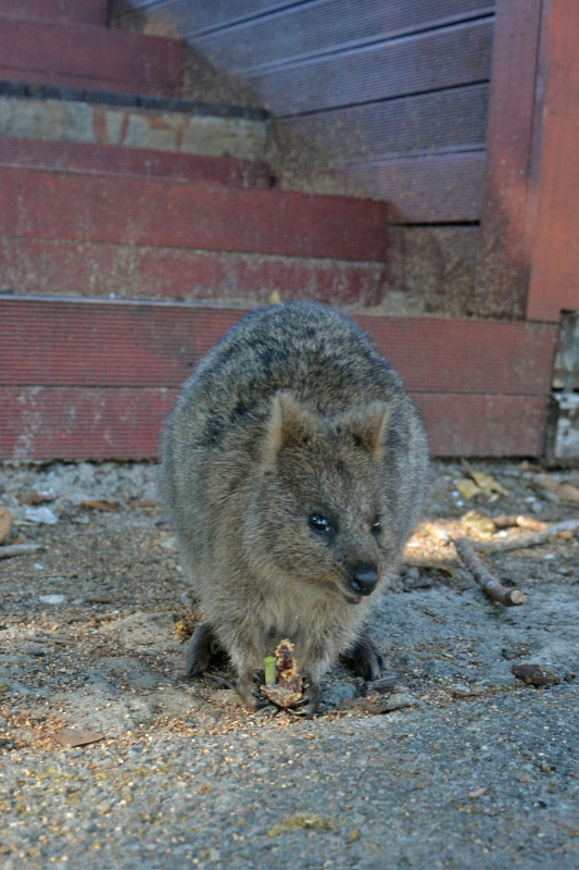 Quokka 7