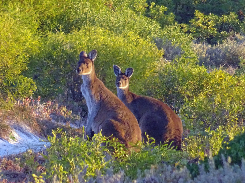 Kangaroo 1
