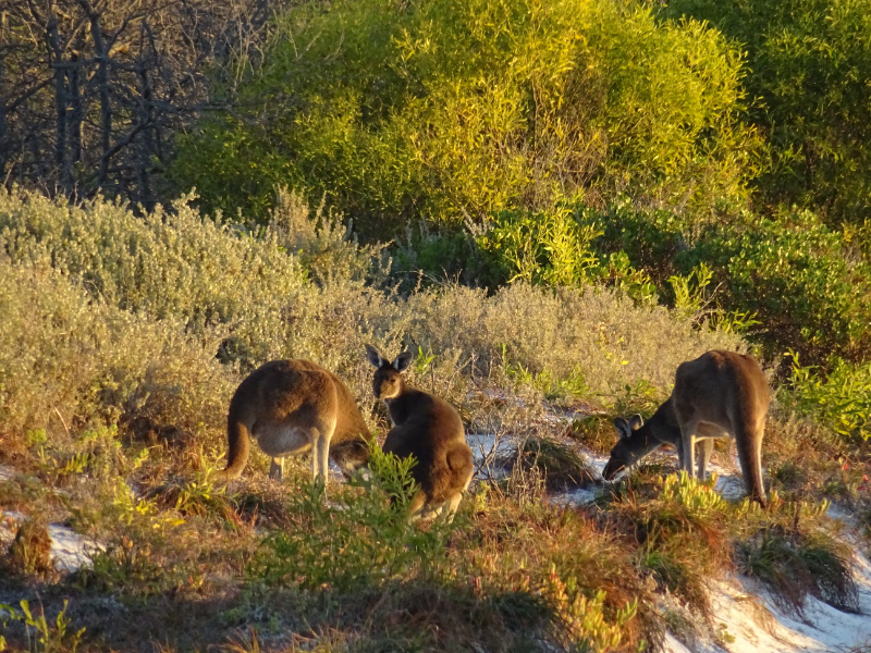 Kangaroo 2