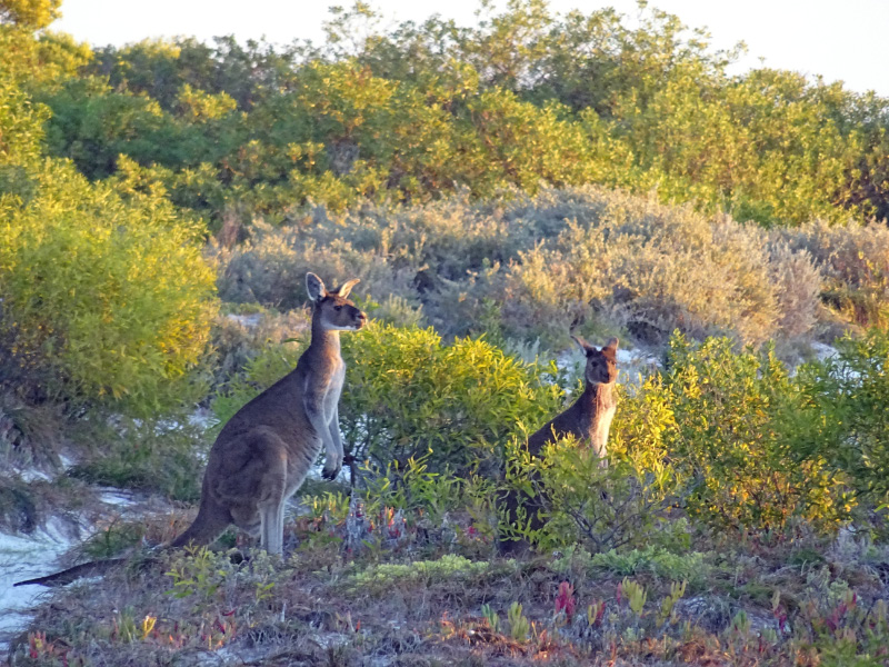 Kangaroo 3
