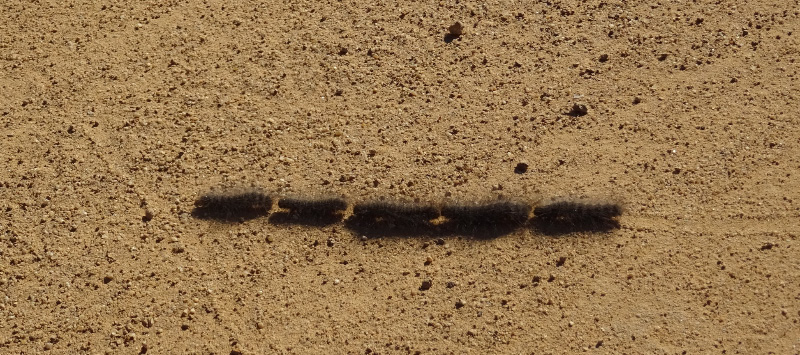 Caterpillar 2