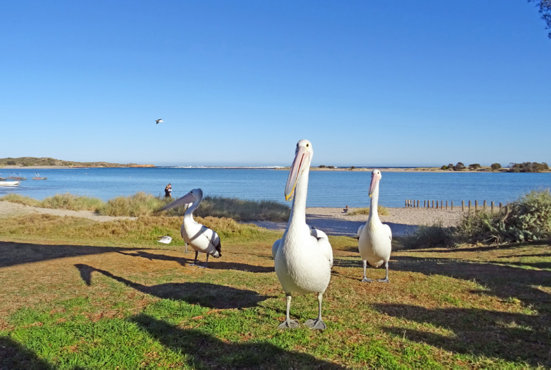 Pelican 1