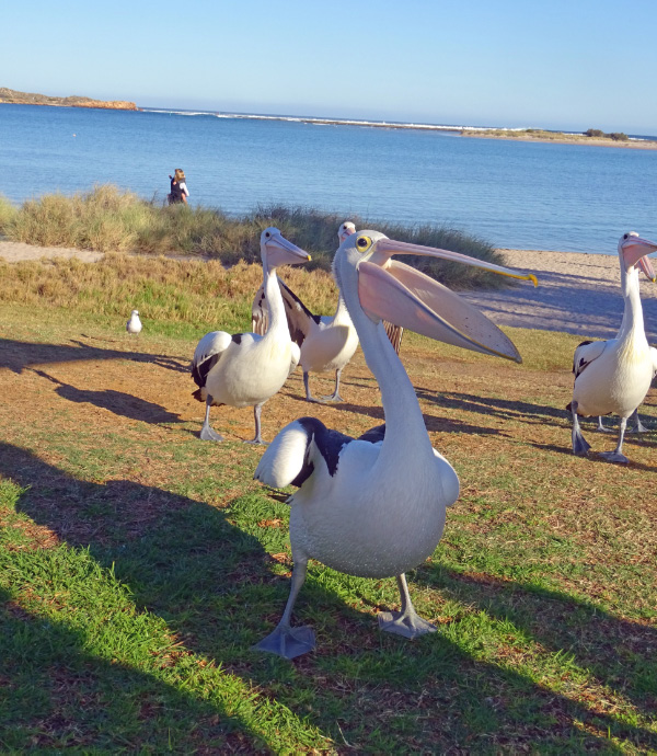 Pelican 2