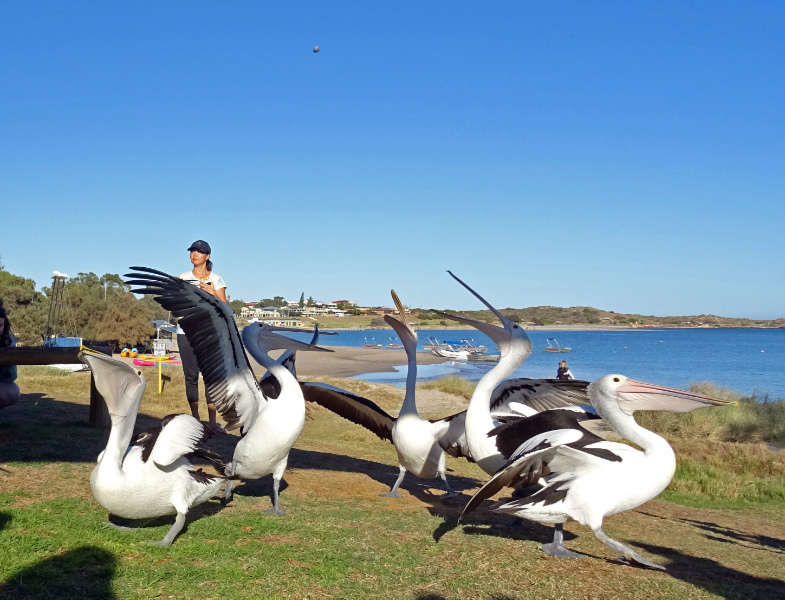 Pelican 4