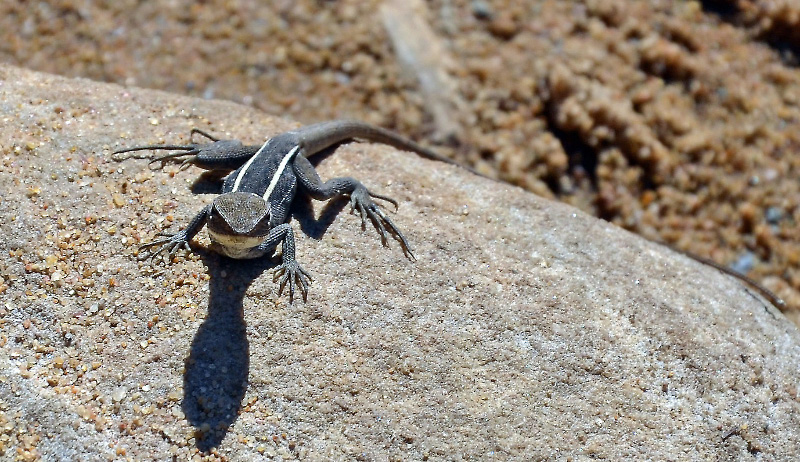 Kalbarri NP 3