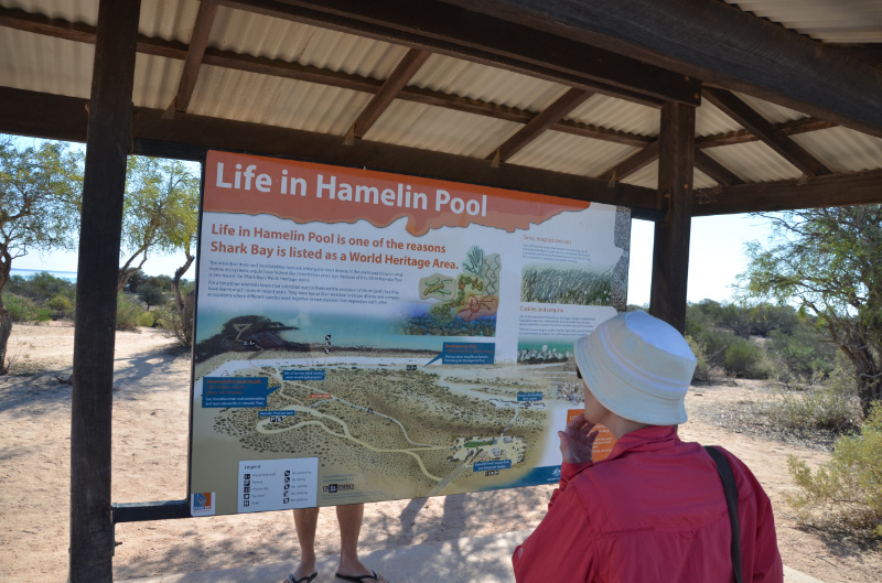 Hamelin Pool