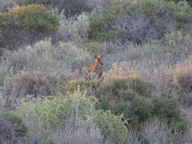 Kangaroo 1