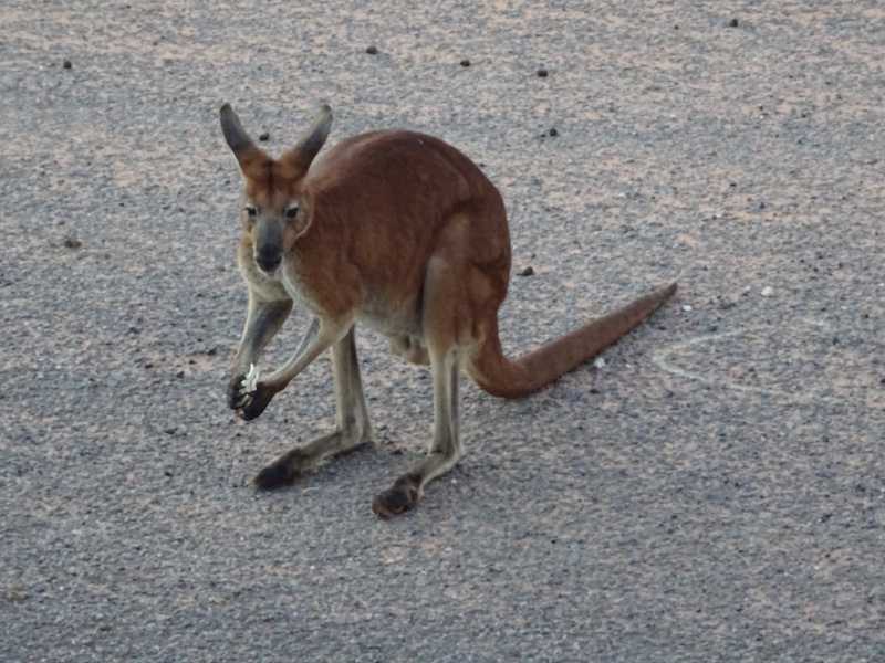 Kangaroo 2