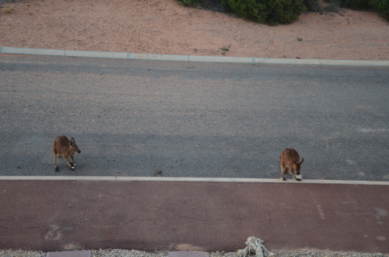 Kangaroo 5