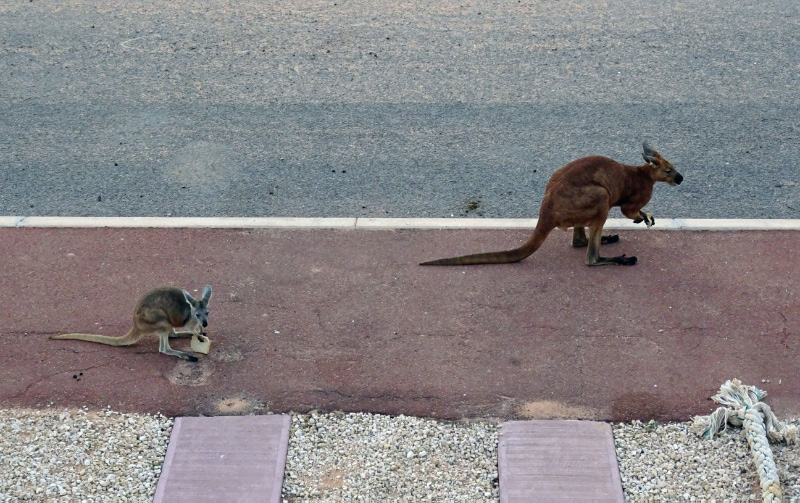 Kangaroo 1