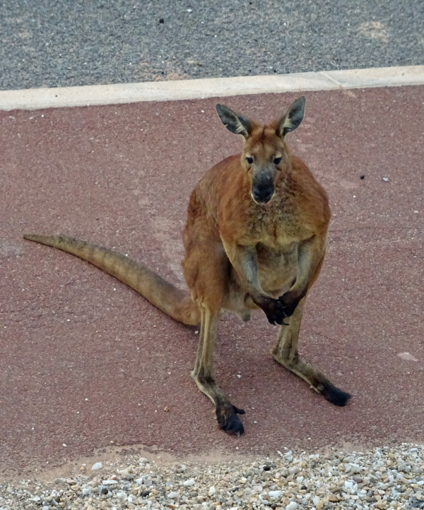 Kangaroo 2