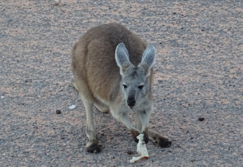 Kangaroo 3