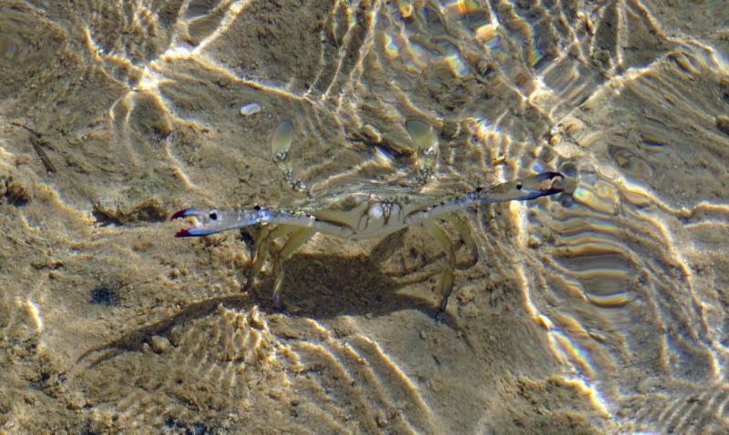Crab