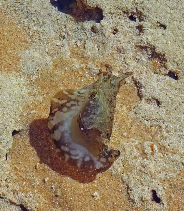 Sea Jelly