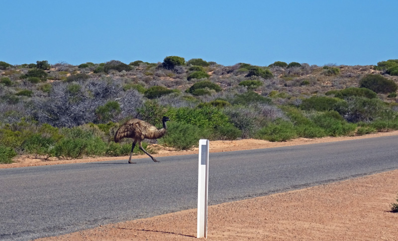 Emu