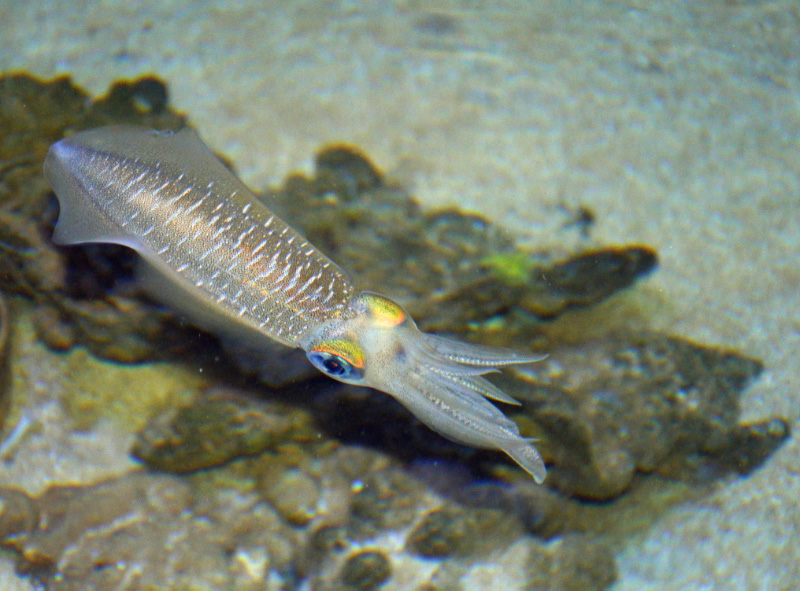 Squid