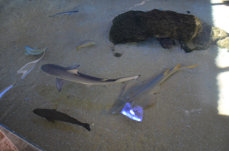 Small sharks