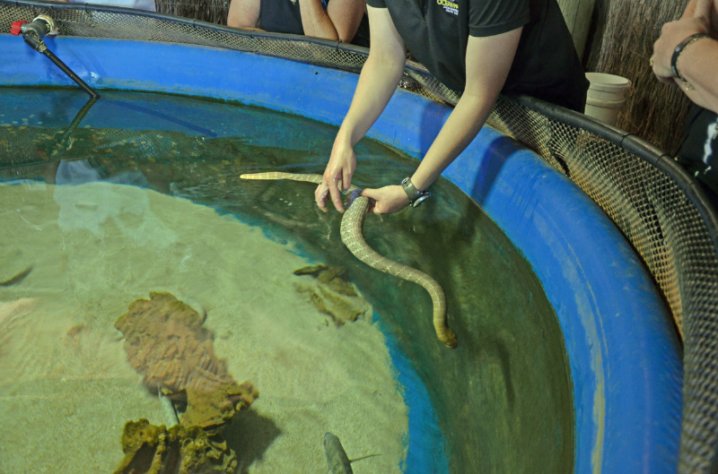 Sea Snake 1