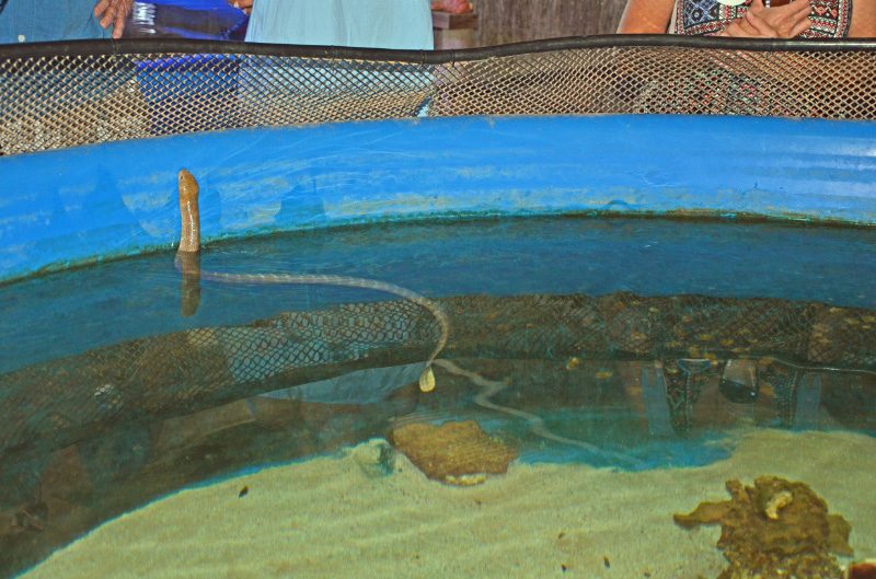 Sea Snake 2