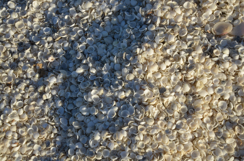Shell Beach 4