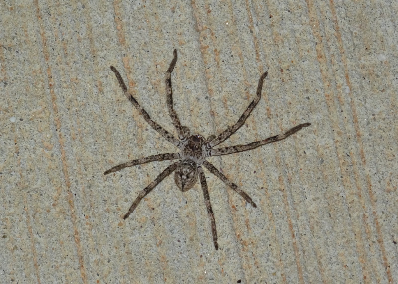 Spider
