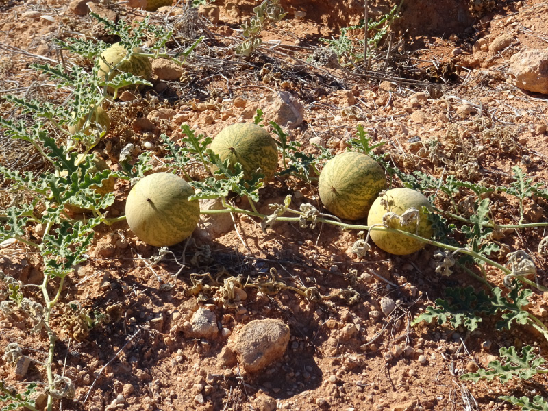 Squashes 2