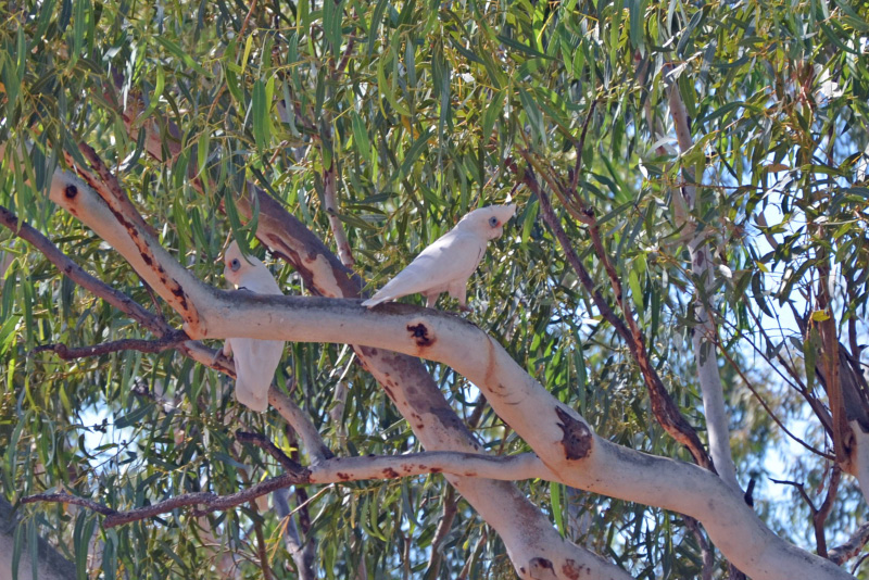 Parrots by a river