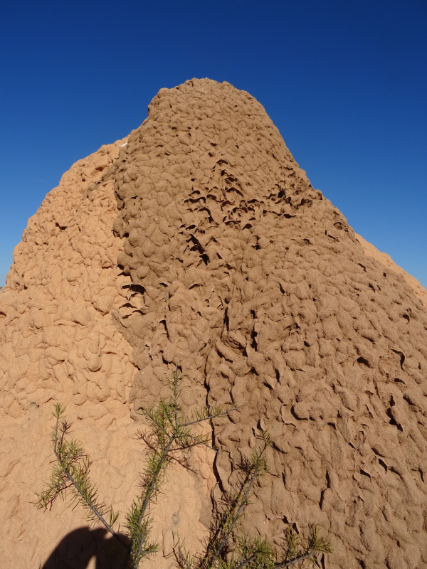 Termite Mound 3