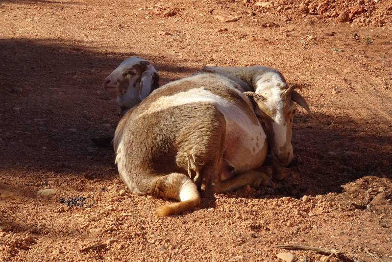 Sheep