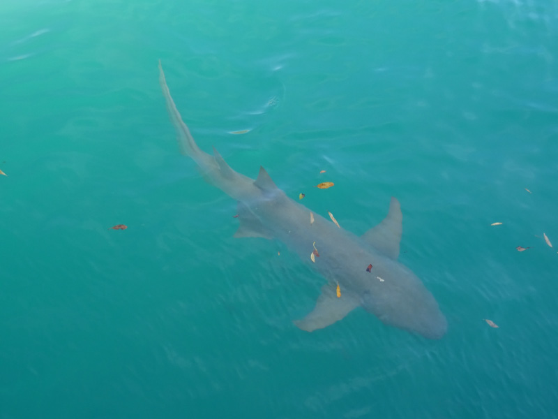 Shark 1