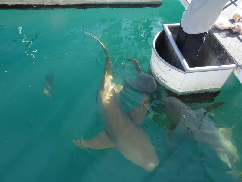 Shark 2