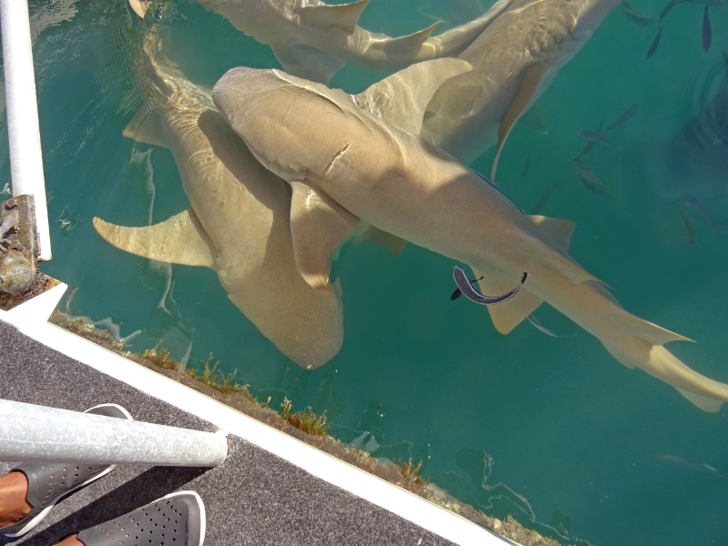 Shark 4