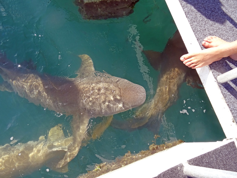 Shark 6