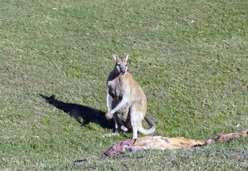 Wallaby