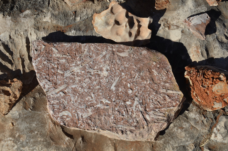 Fossil 1