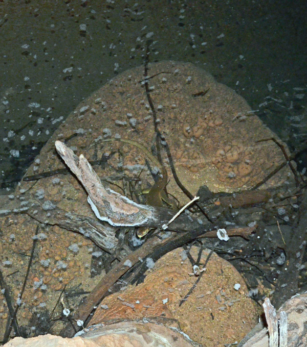 Water monitor
