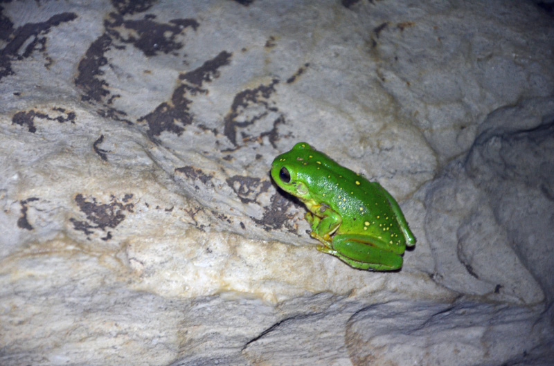 Frog 1