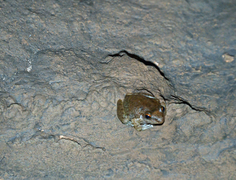 Frog 2