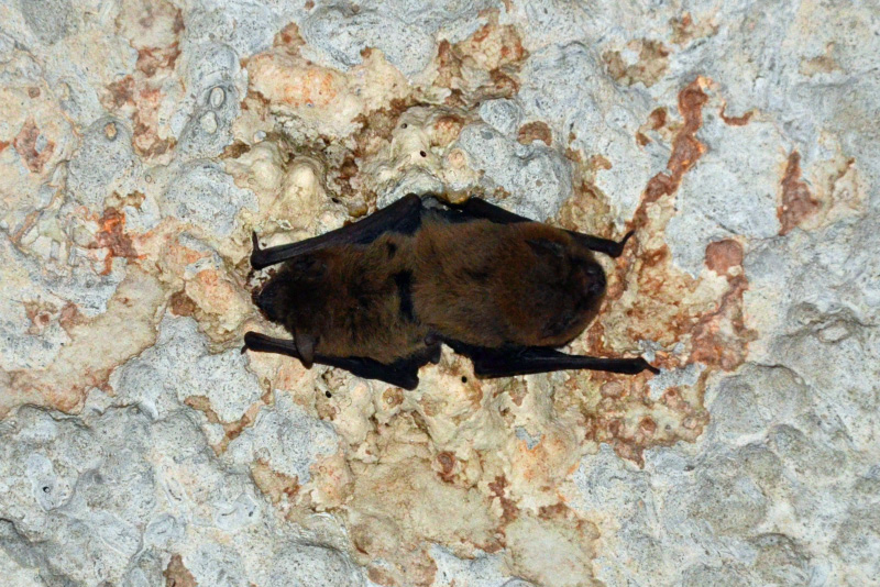 Bats