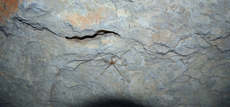 Spider