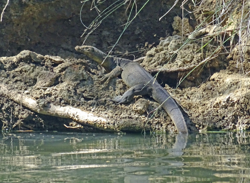 Water Monitor 1