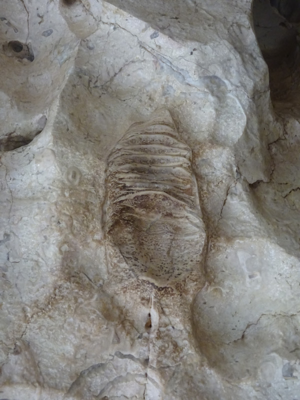 Fossil