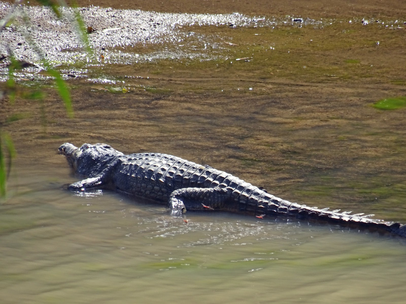 Crocodile 1