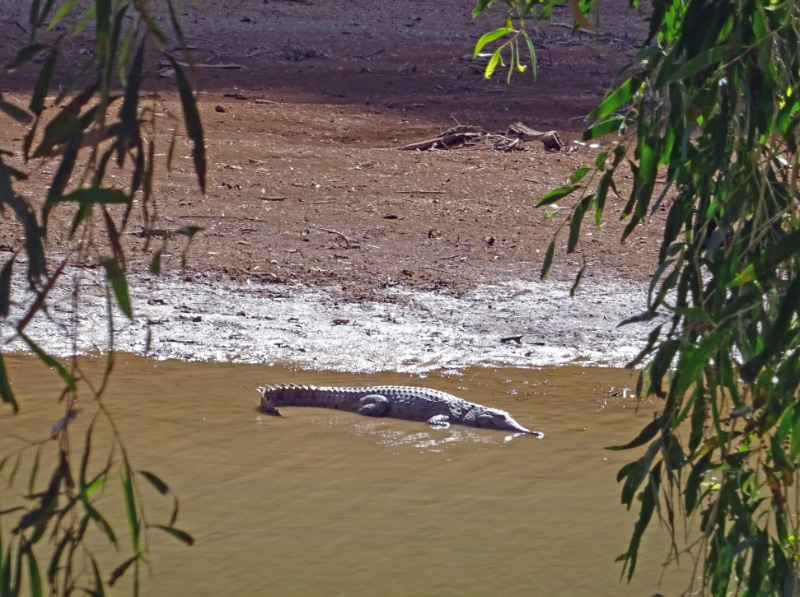 Crocodile 2
