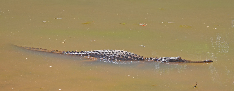 Crocodile 5